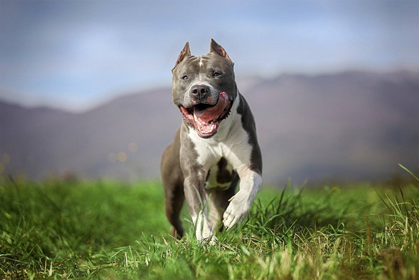 , Андрей Ершов