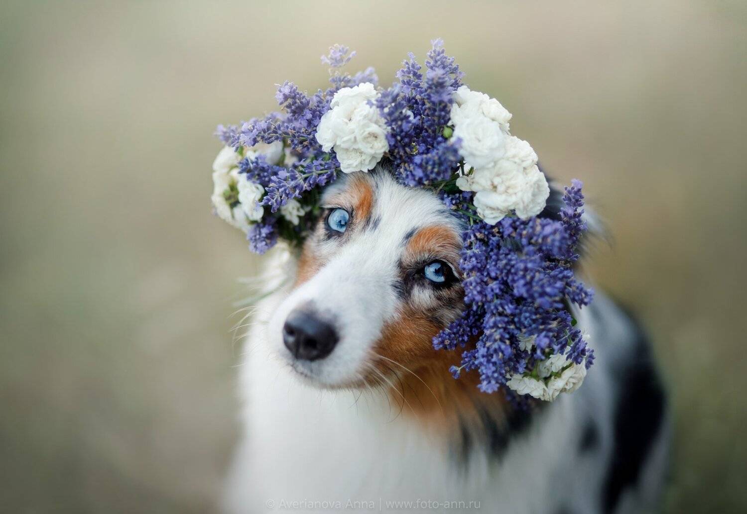 собака, портрет, природа, лето, Анна Аверьянова