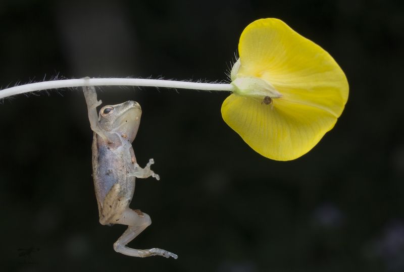 #macro#frog#flower#colors Don\'t Worry, Be Happy! фото превью