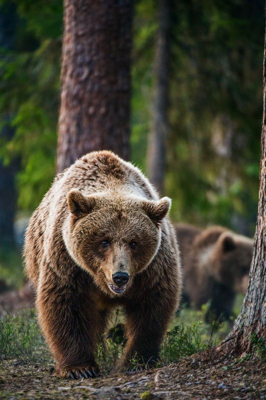 Brown Bear фото превью