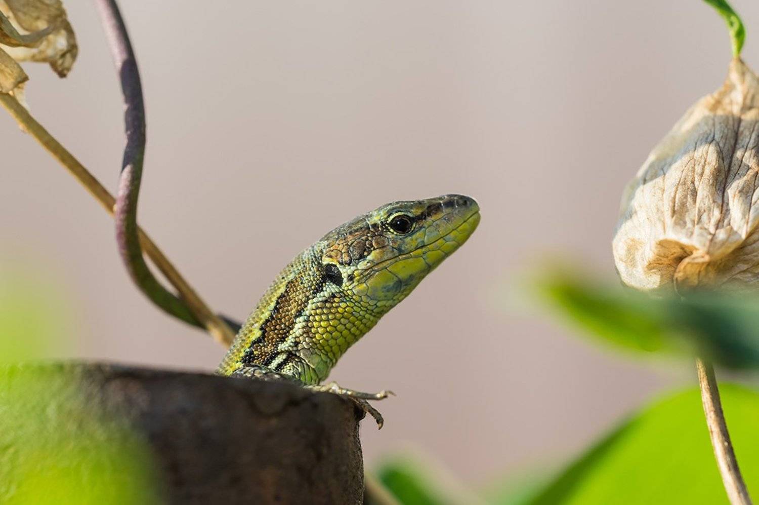 макро, мелкие позвоночные, ящерица, , Александр Земляной