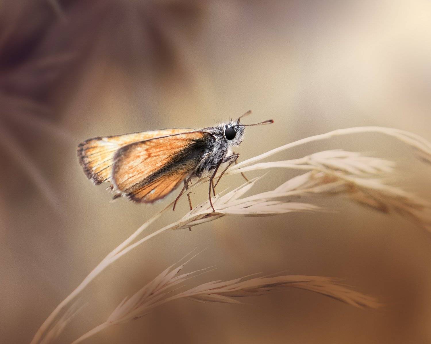 , Kristina Zvinakeviciute