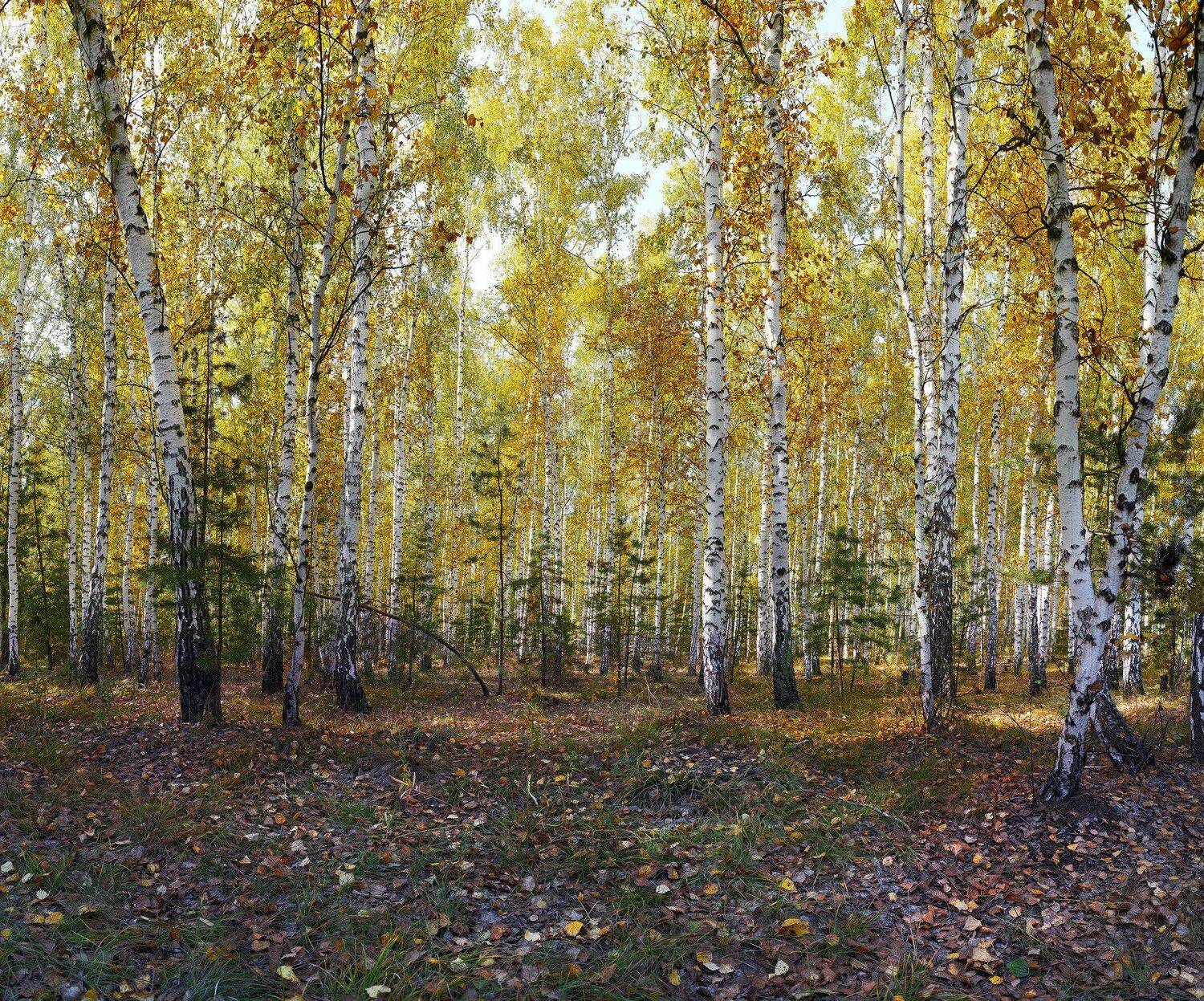 , Бусыгин Борис