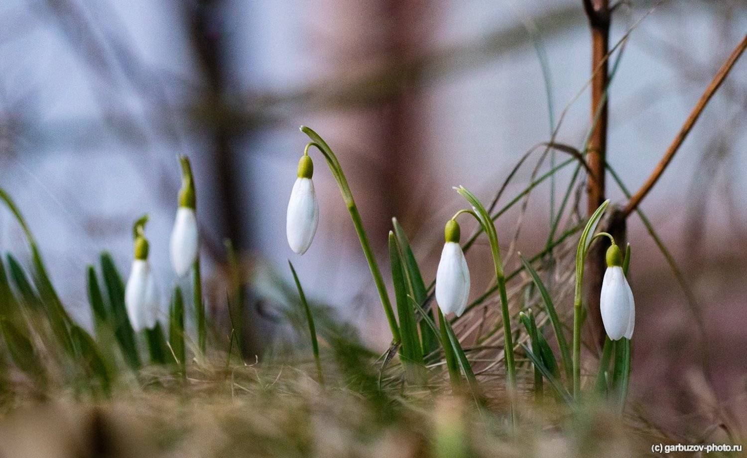 , Гарбузов Илья