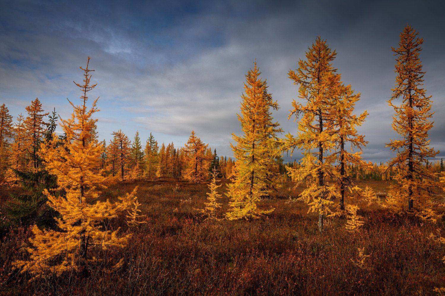 , Евгений Кужилев