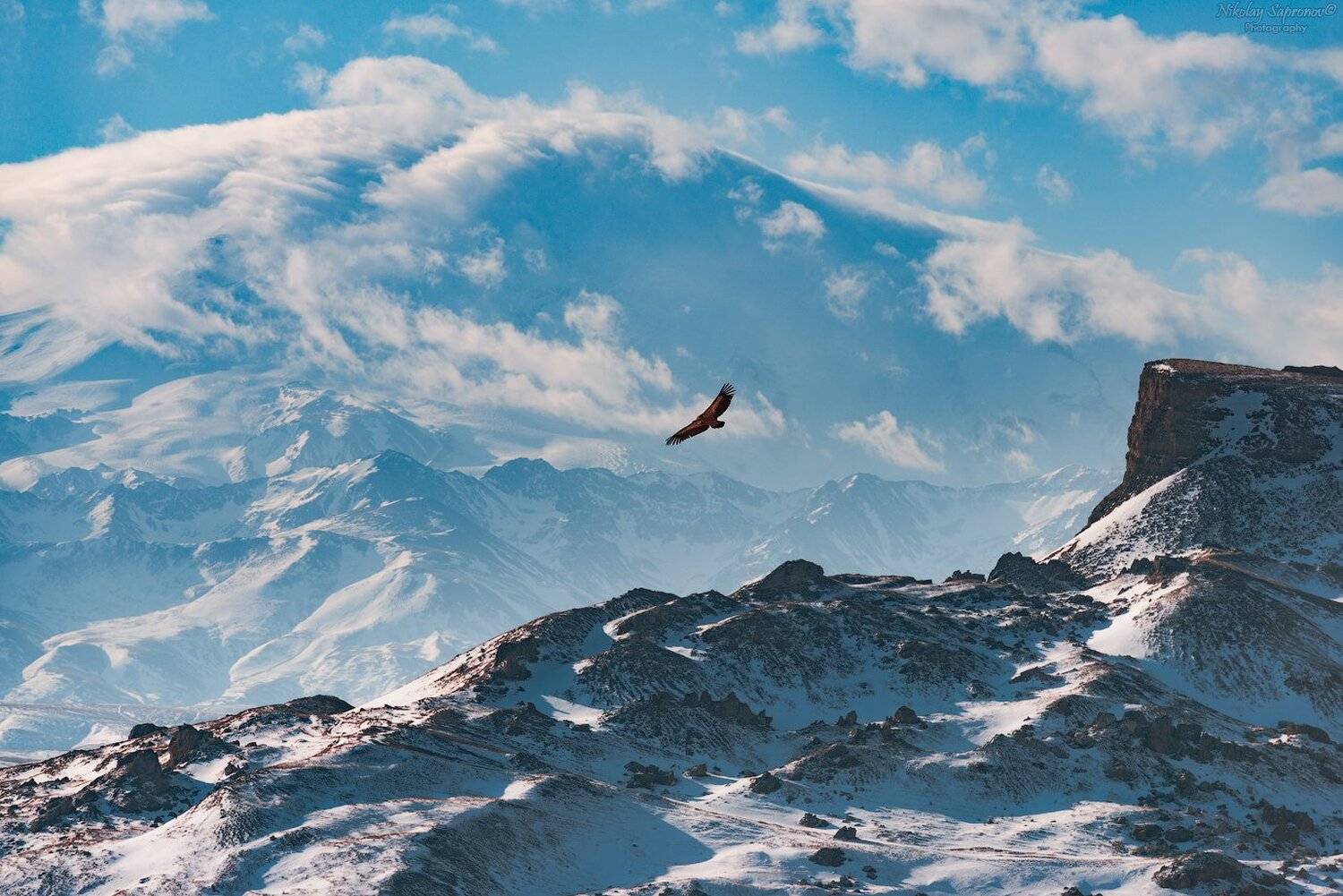 эльбрус, бермамыт, орел, орлы, птицы, горы. заснеженные горы, снег, приэльбрусье, Николай Сапронов