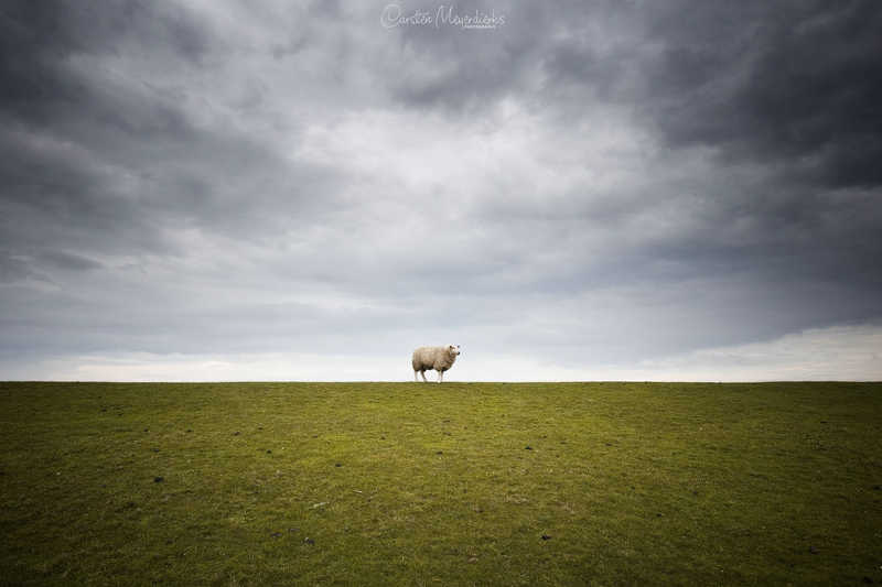 Lonely Sheep фото превью