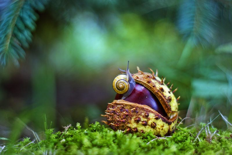 :) фото превью