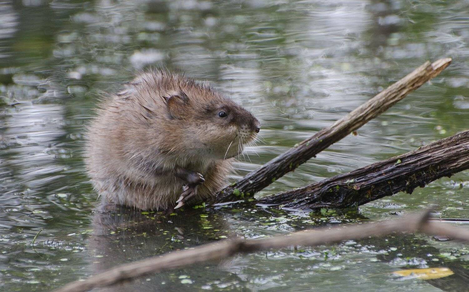 ондатра, сентябрь, болото, Михаил Агеев