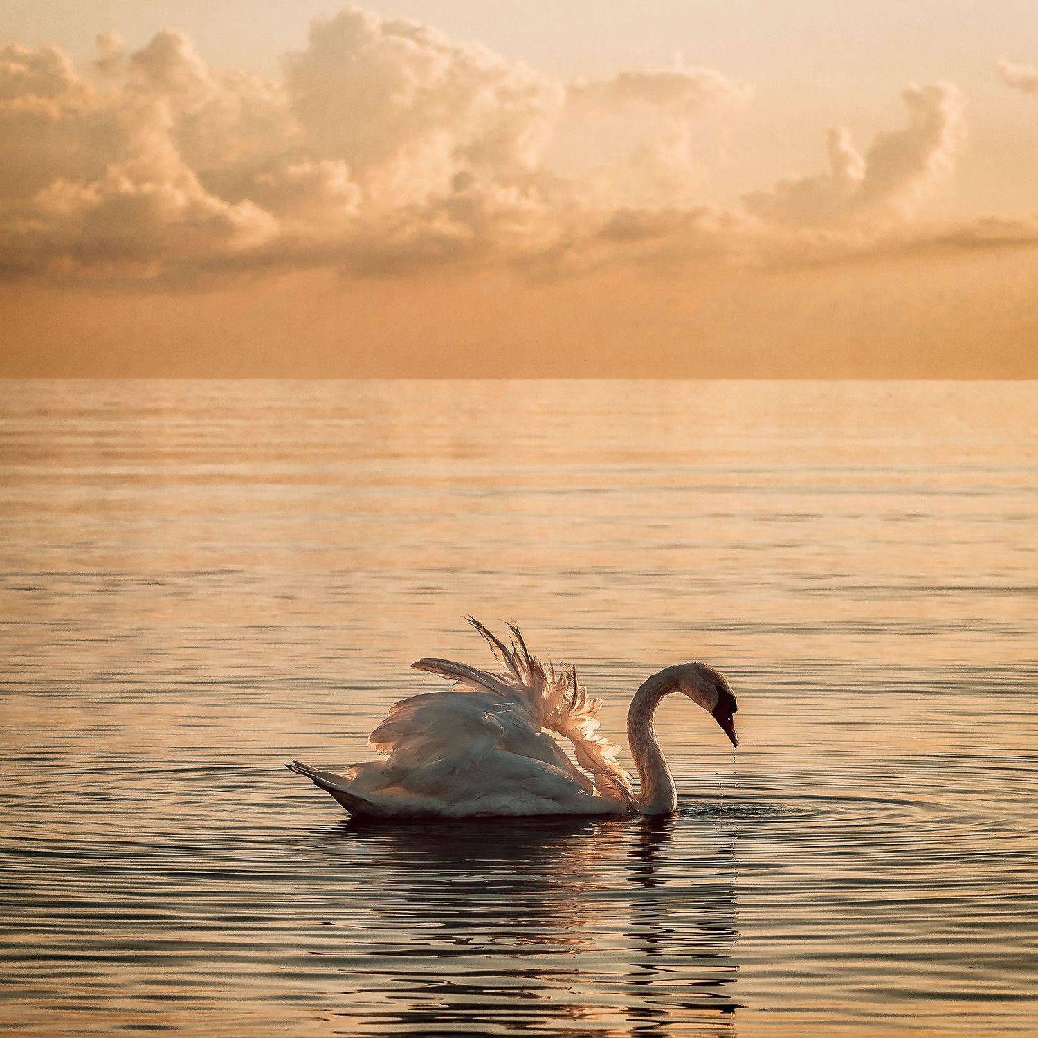 , Piotr Ryba Rybicki