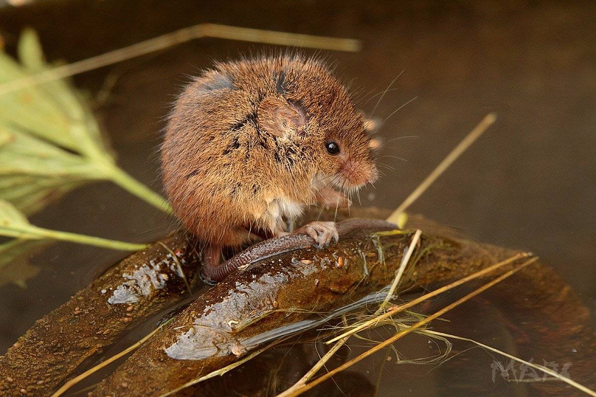 животные мышь грызун вода, Шангареев Марс
