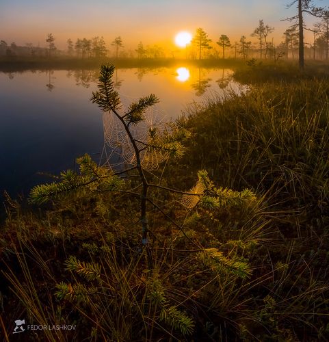 Осенняя паутина