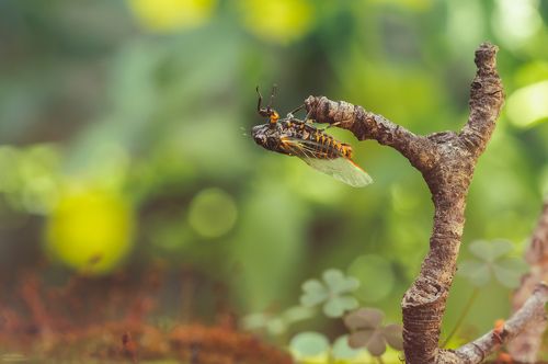 путешествие в макро лесу