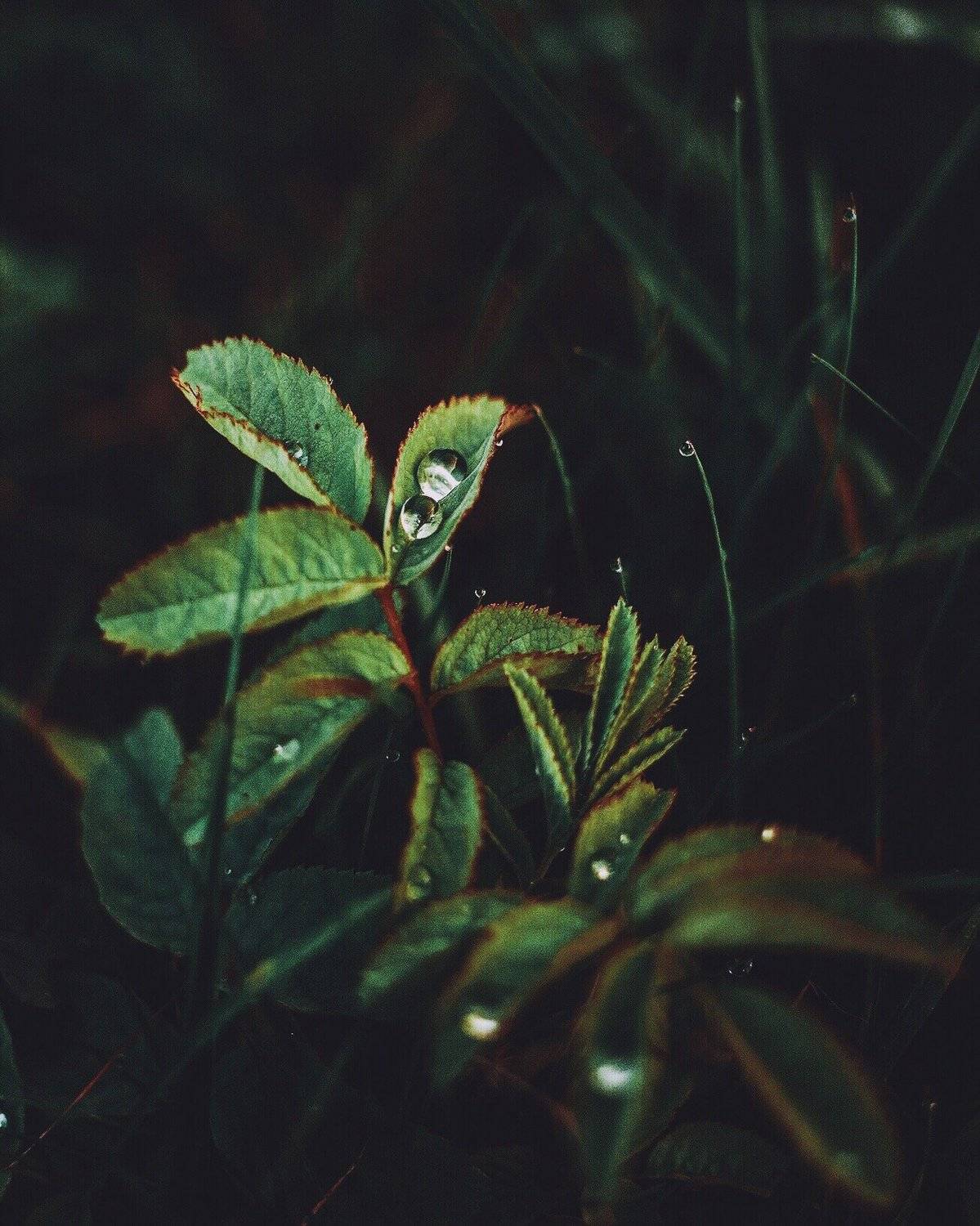 фотографалинция, Алинция Савельева