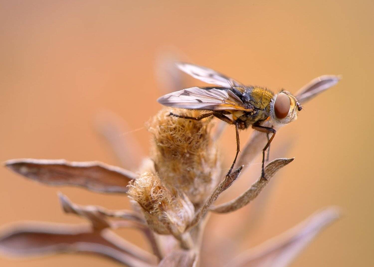 , Кузнецов Дмитрий