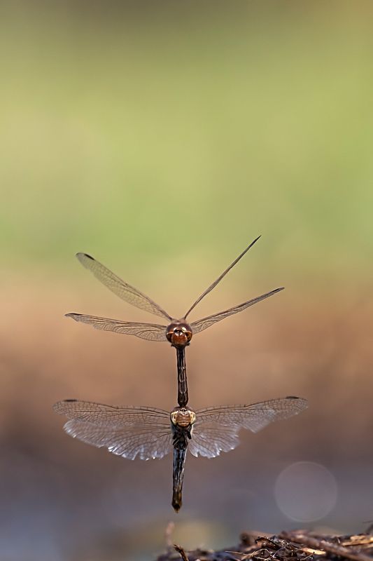 стрекоза Метальщица фото превью