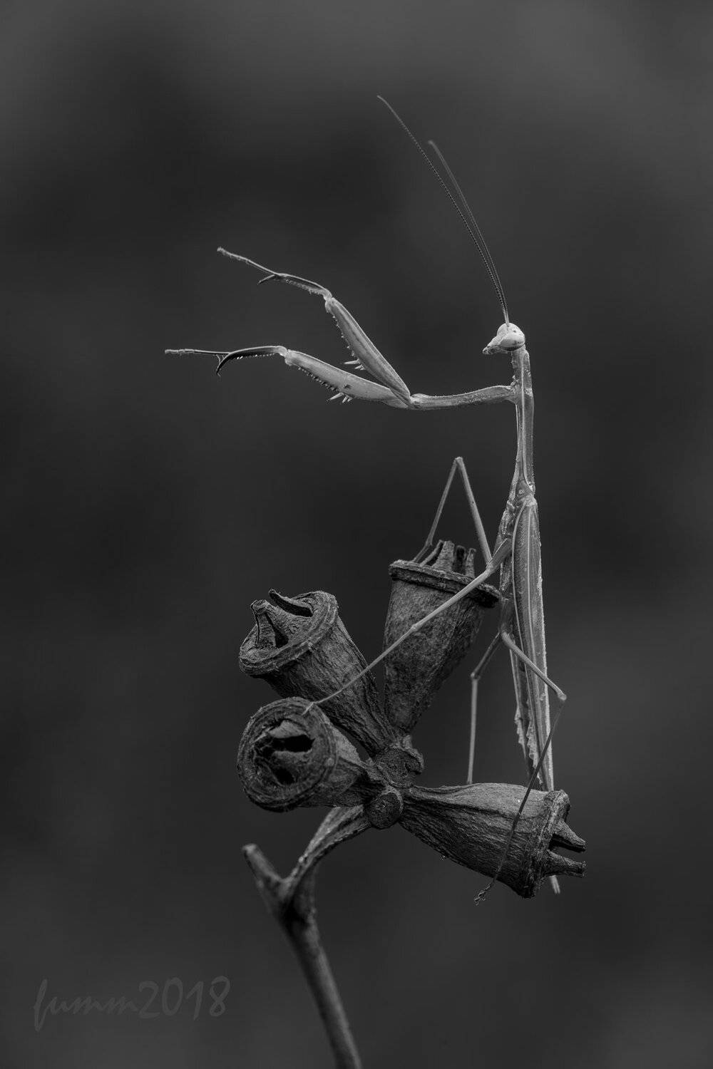 , Игорь ФУММ