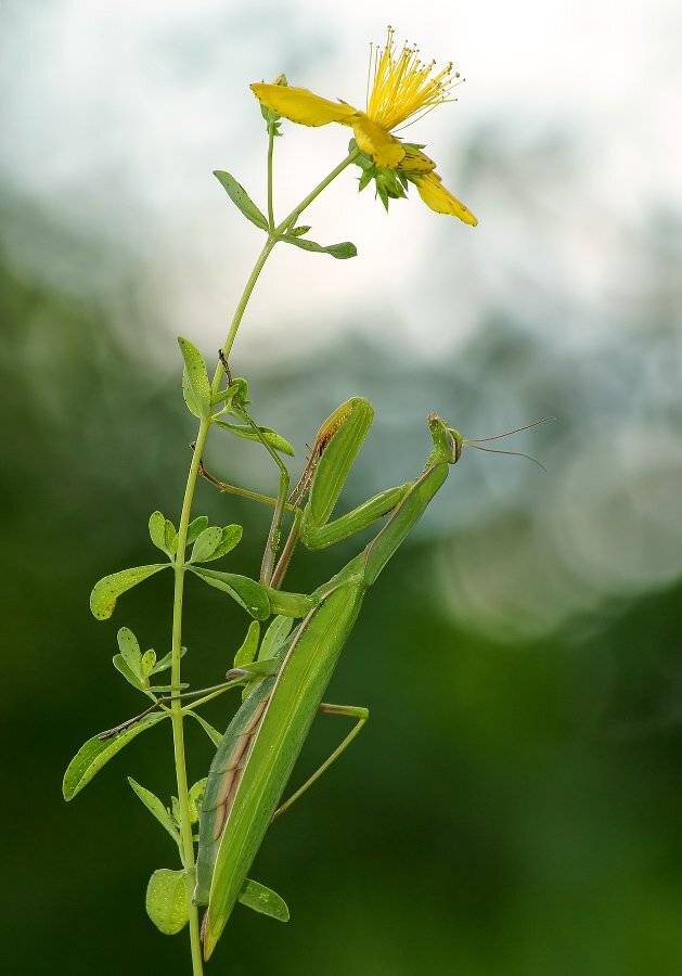 Богомол, Чепленко Алексей