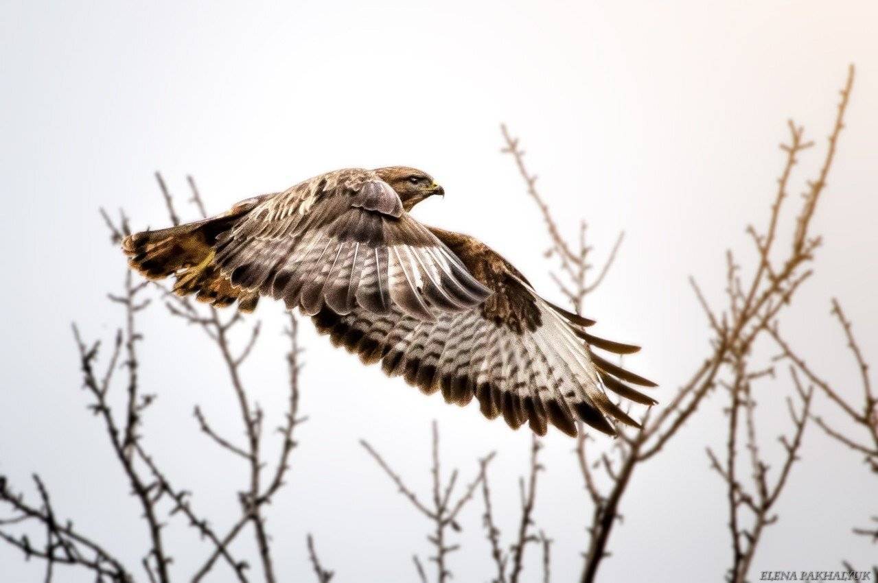 крым,животные,природа,птицы,сокол,орел,россия, Elena Pakhalyuk