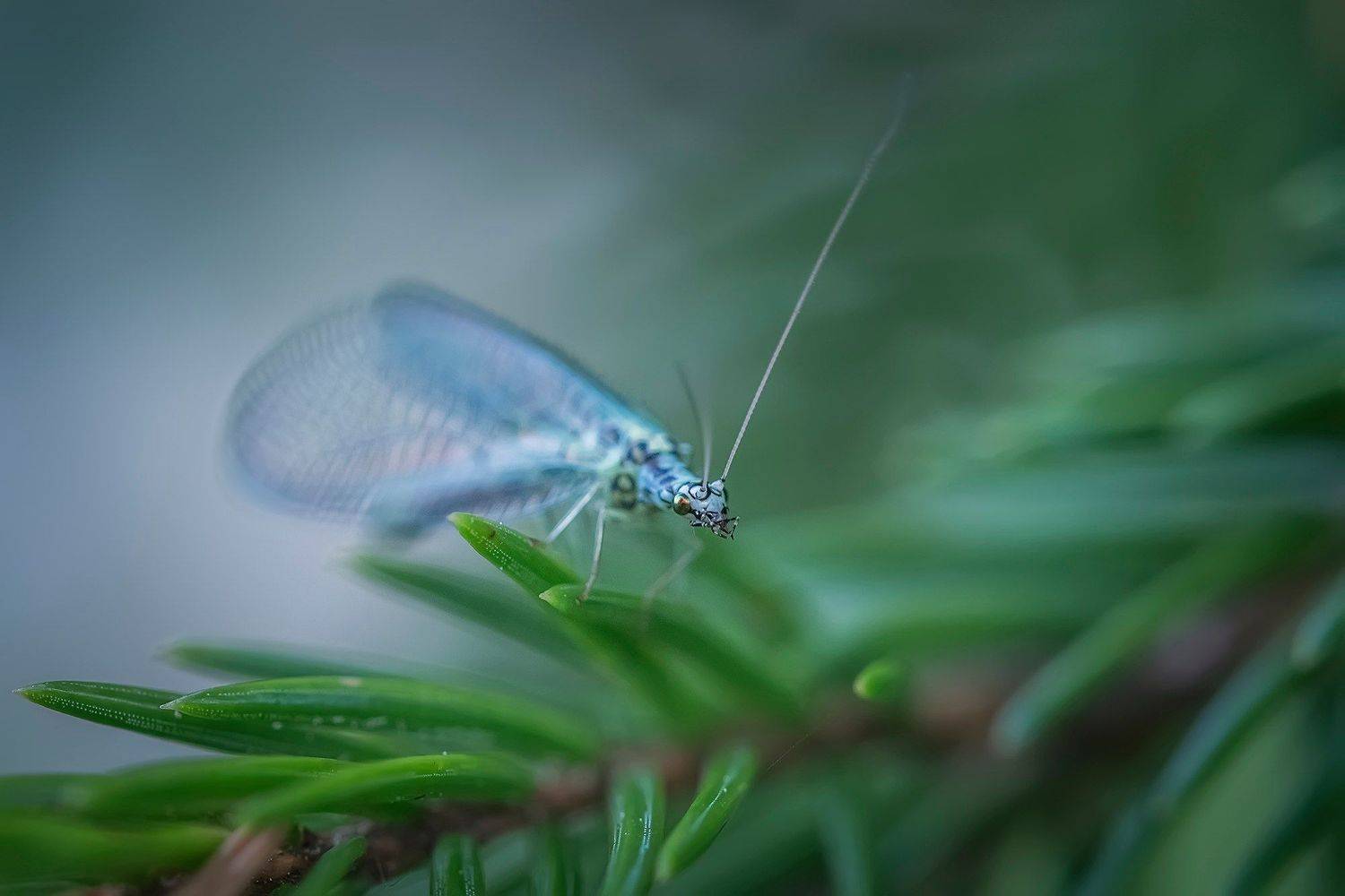 , Евгения Муравская