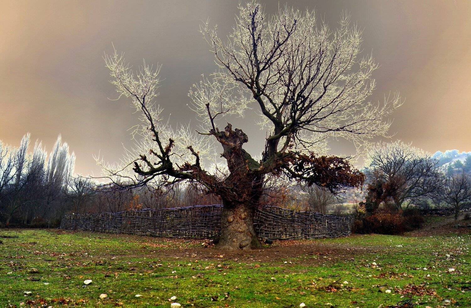 willow, tree, hilmi ayhan