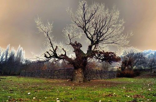 Willow tree