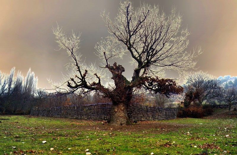 willow, tree Willow tree фото превью