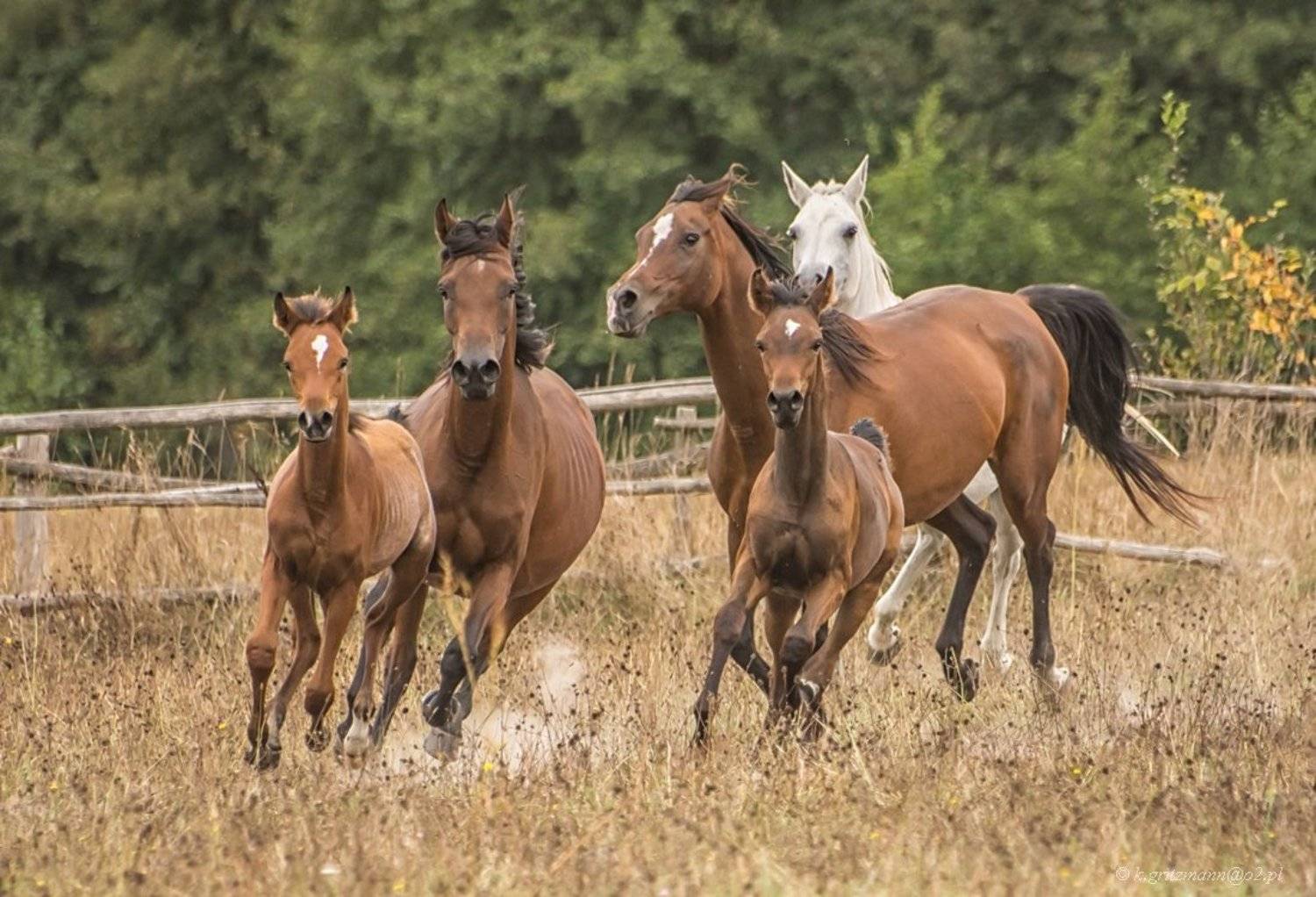 , Katarzyna Gritzmann
