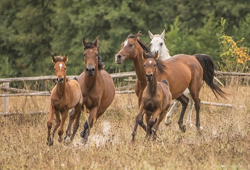 avanti! фото превью