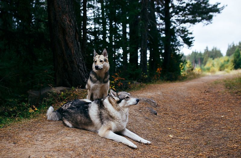 Встреча в лесу фото превью