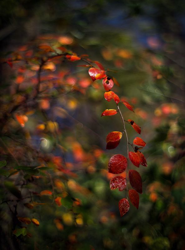 Радуга осени фото превью