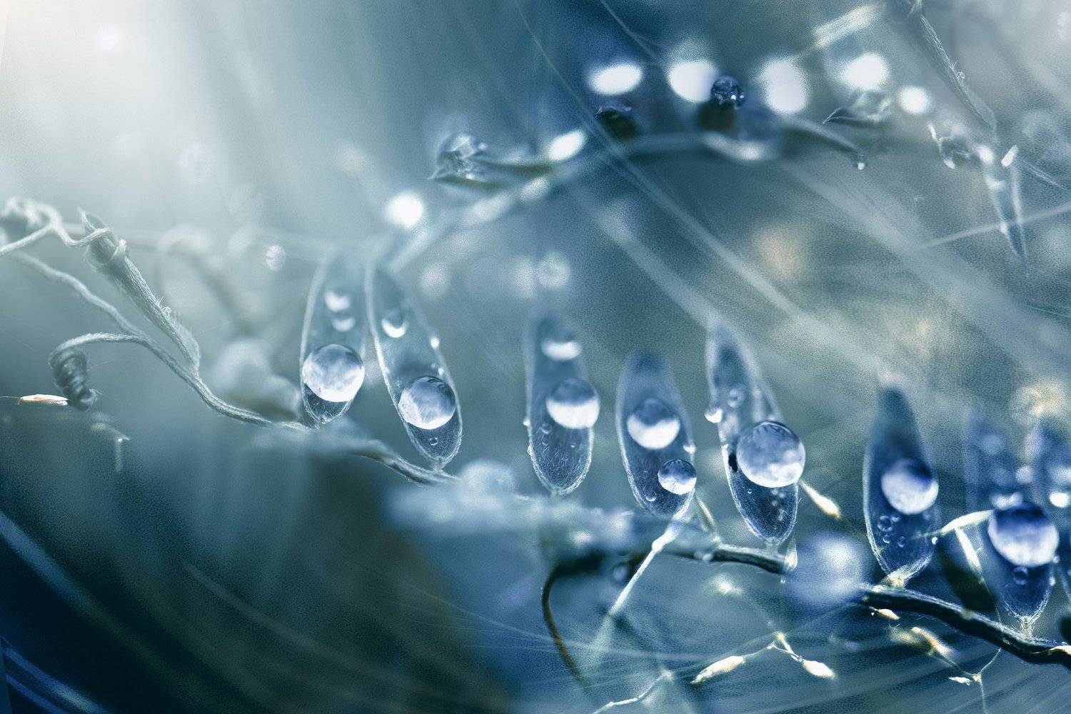 , Kristina Zvinakeviciute