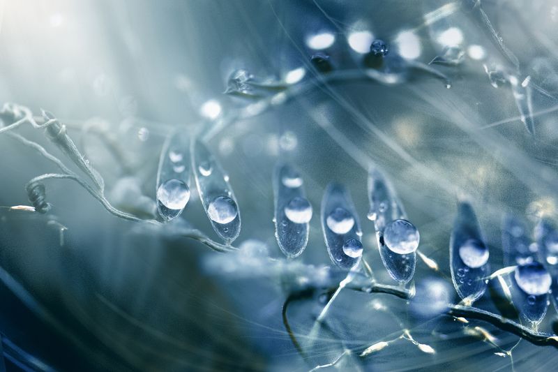 дождевая рапсодия фото превью