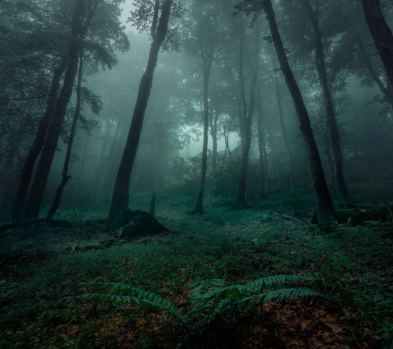 landscape nature scenery forest wood mist misty fog foggy mountain vitosha bulgaria туман лес, Александър Александров