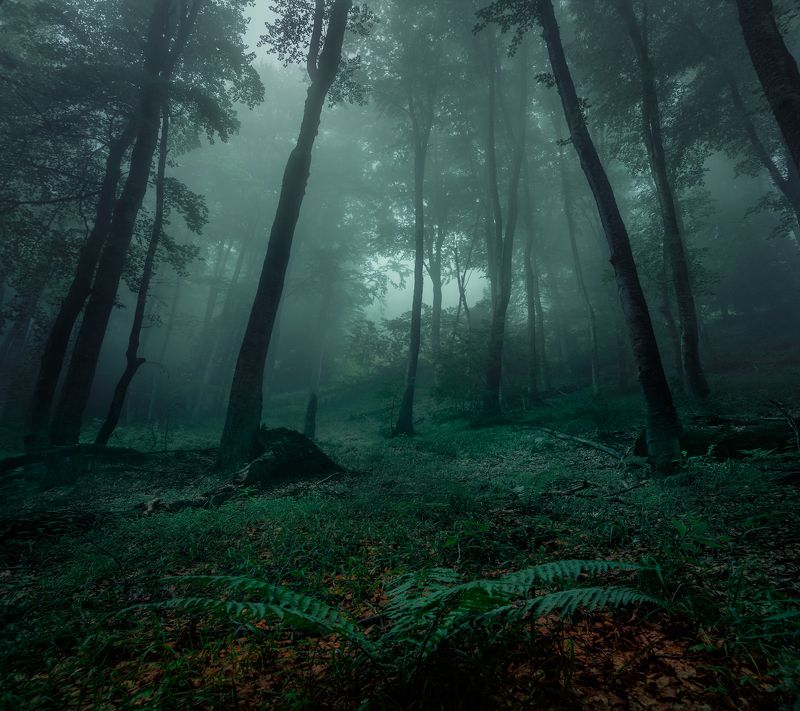 Misty forest time фото превью