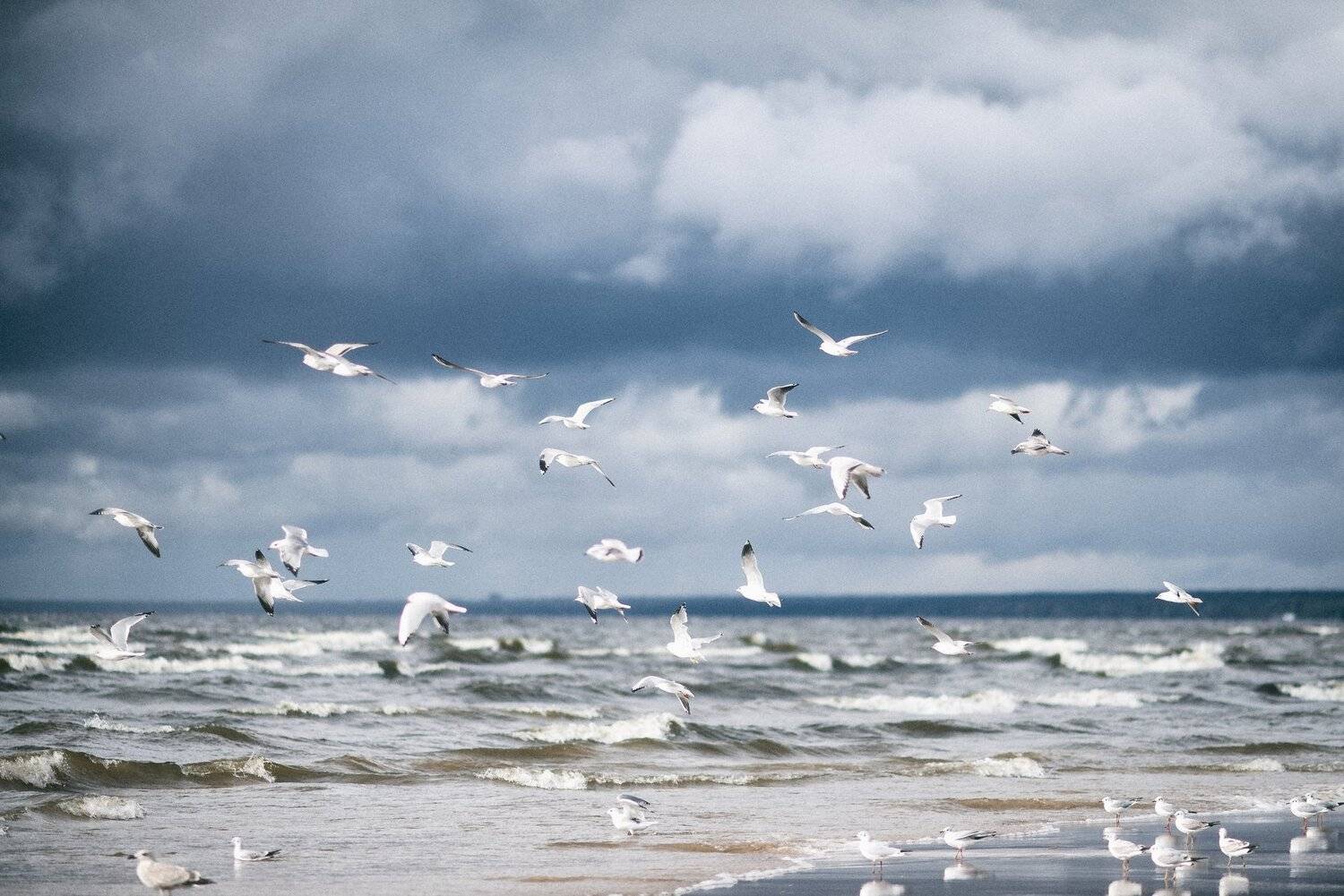 чайки, залив, небо, море, вода, песок, Виктория Разина