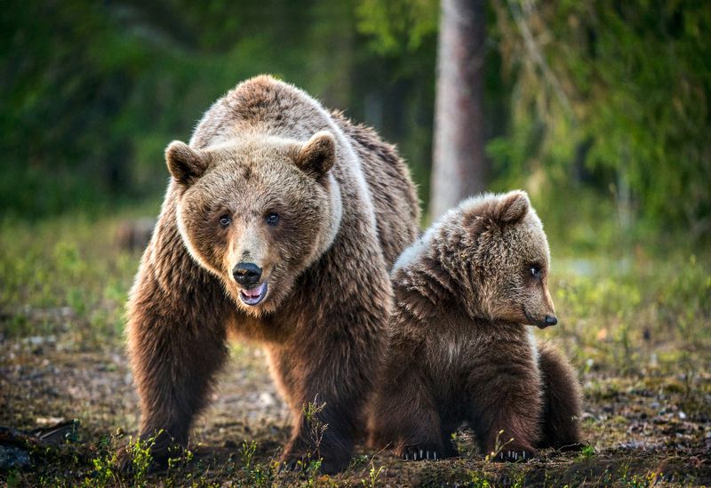 brown bear  фото превью