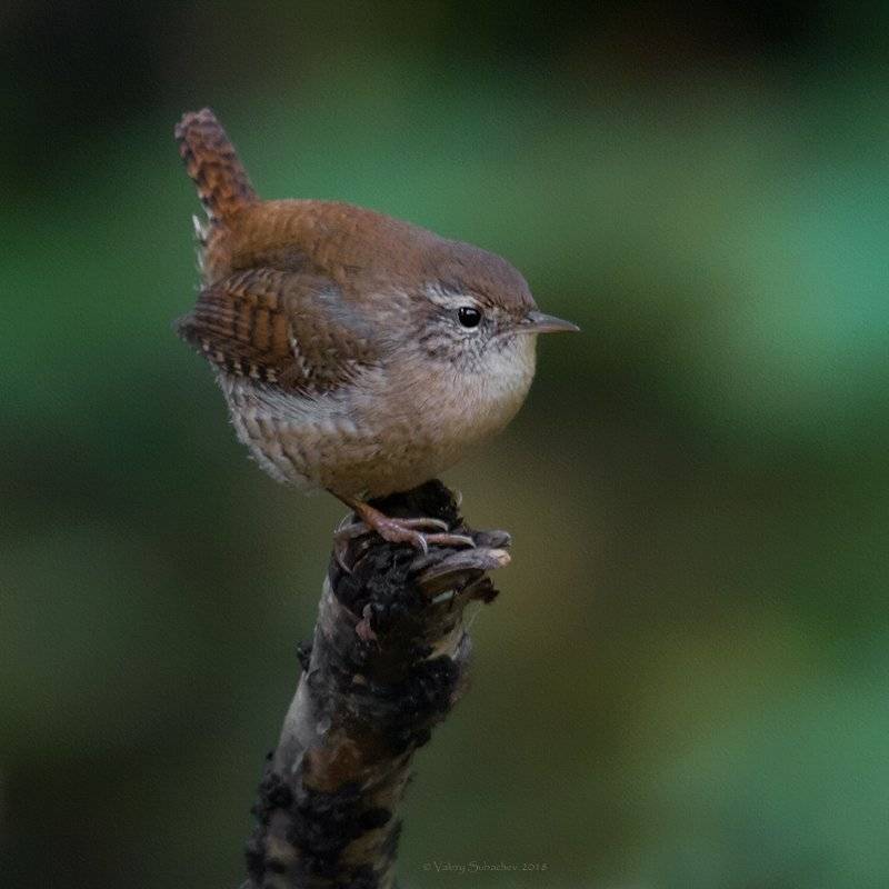 , Валерий Субачев