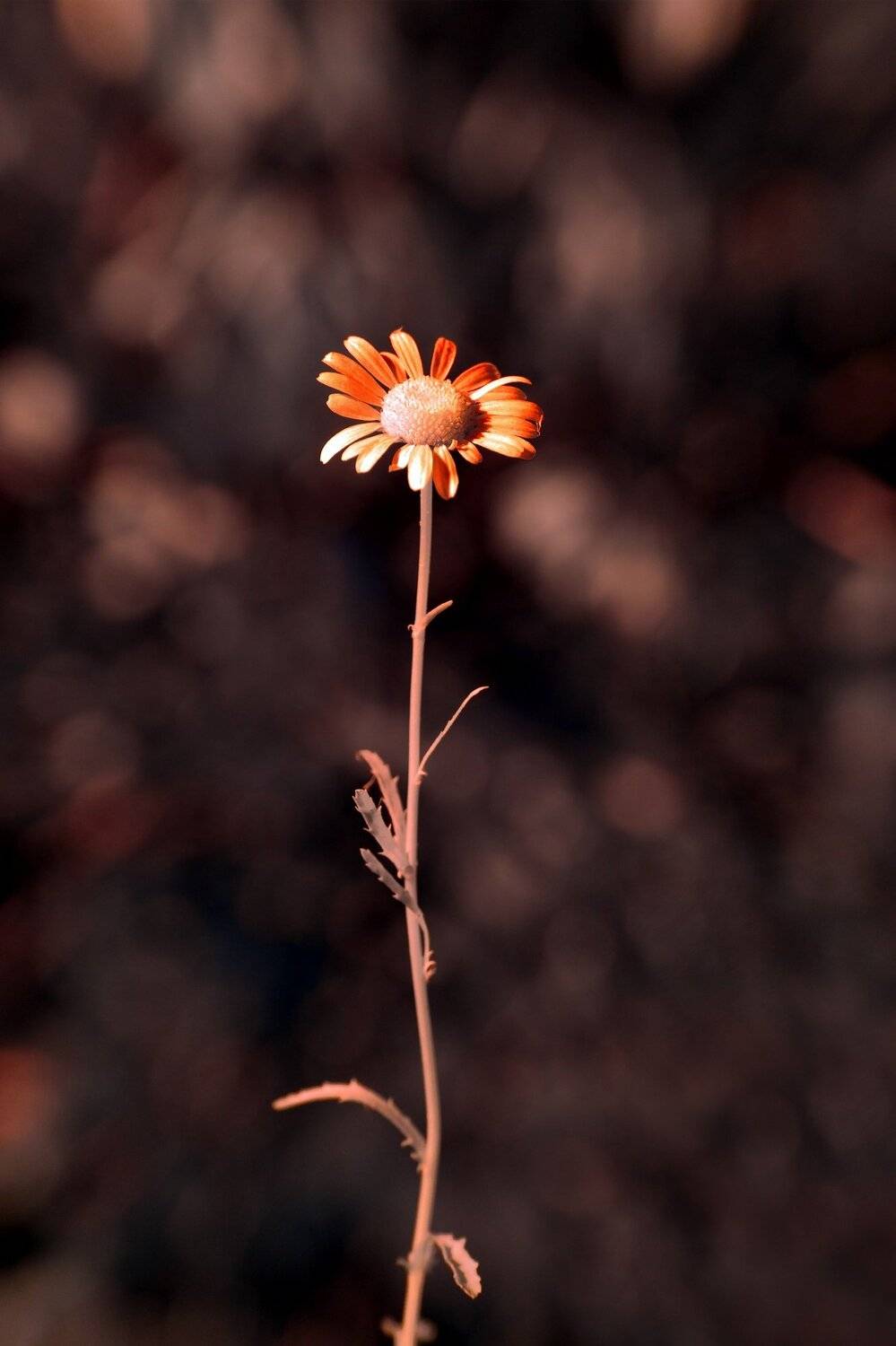 infrared,ик-фото,инфракрасное фото,инфракрасная фотография, макро, цветы,природа,беларусь,лето, Sixten ( Сергей )