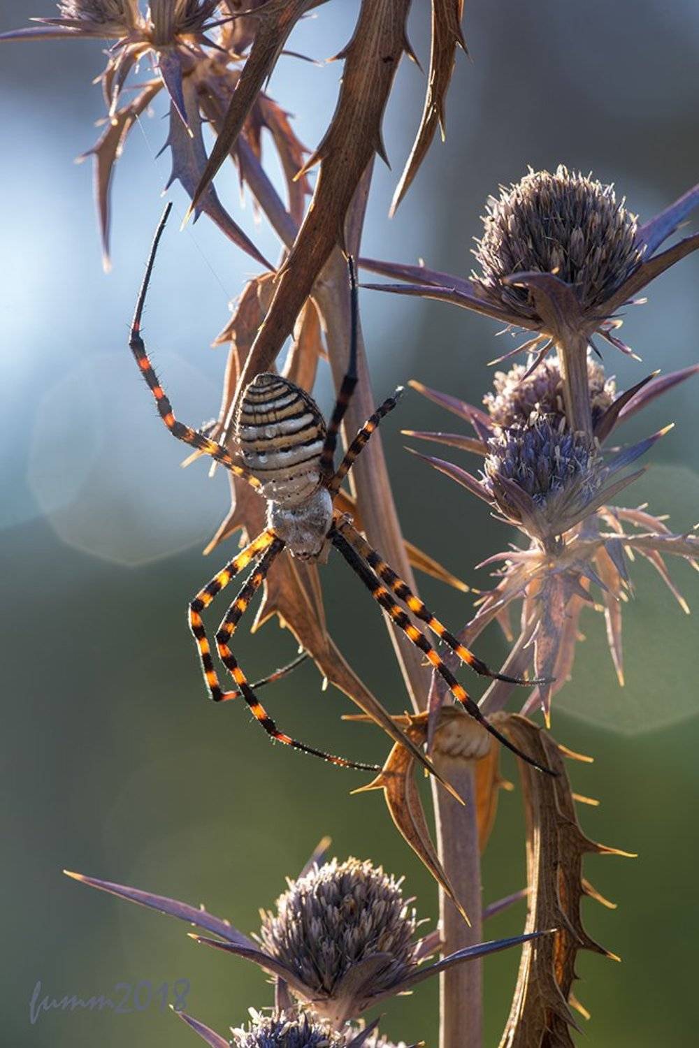 , Игорь ФУММ