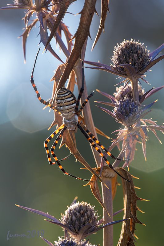 ЗОЛОТО, СЕРЕБРО, ЖЕМЧУГ, БИРЮЗА.АРГИОПА. фото превью
