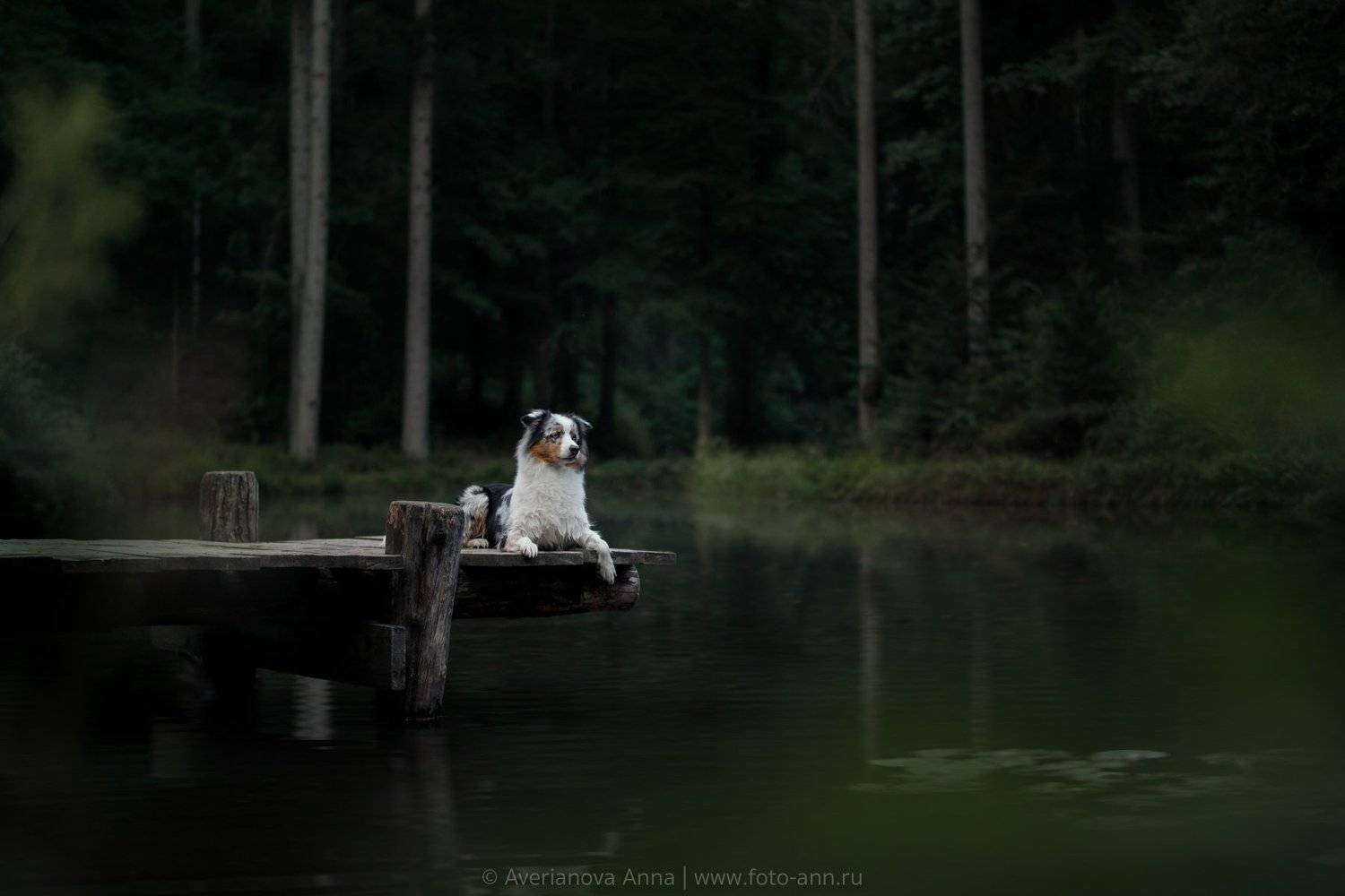 собака, природа, озеро, лес , Анна Аверьянова