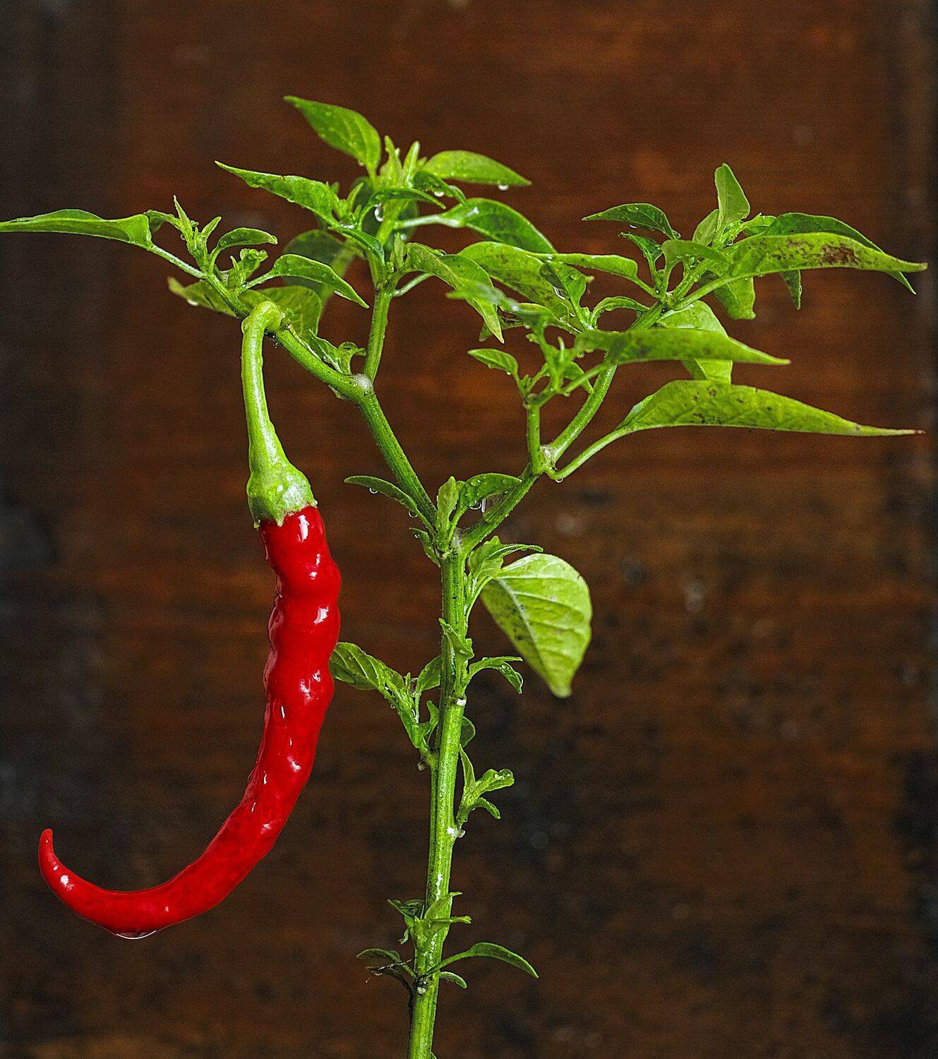 , Бусыгин Борис