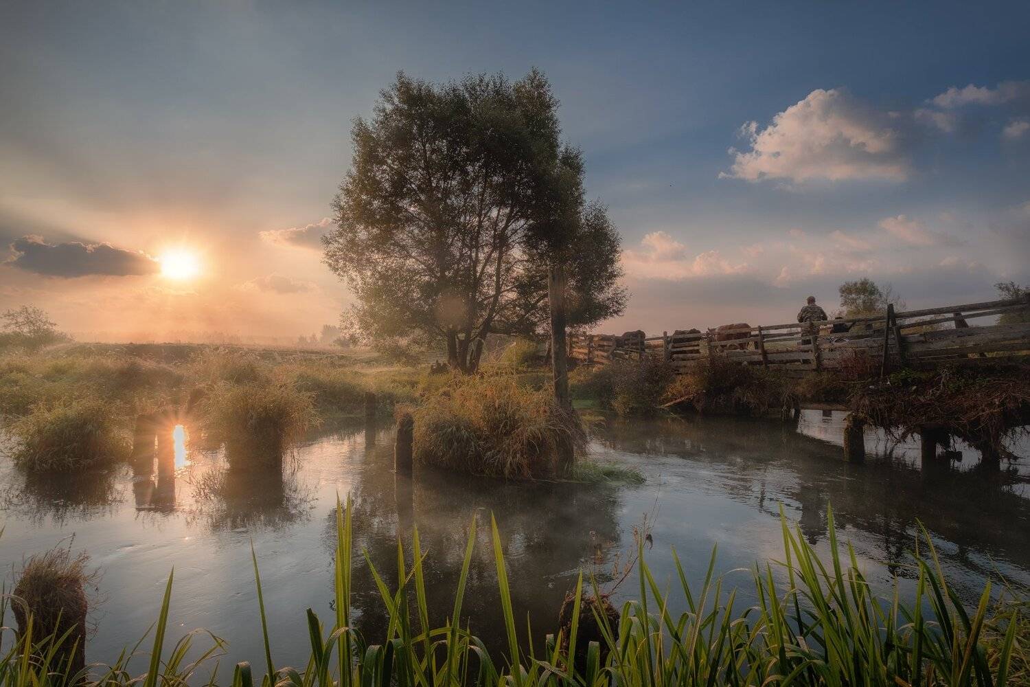 пейзаж, филипповское, рассвет, мост, река, шерна, поле, туман, дерево, коровы, пастух, Андрей Чиж