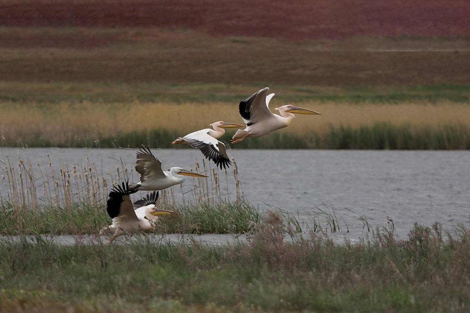 , Иваненко Светлана