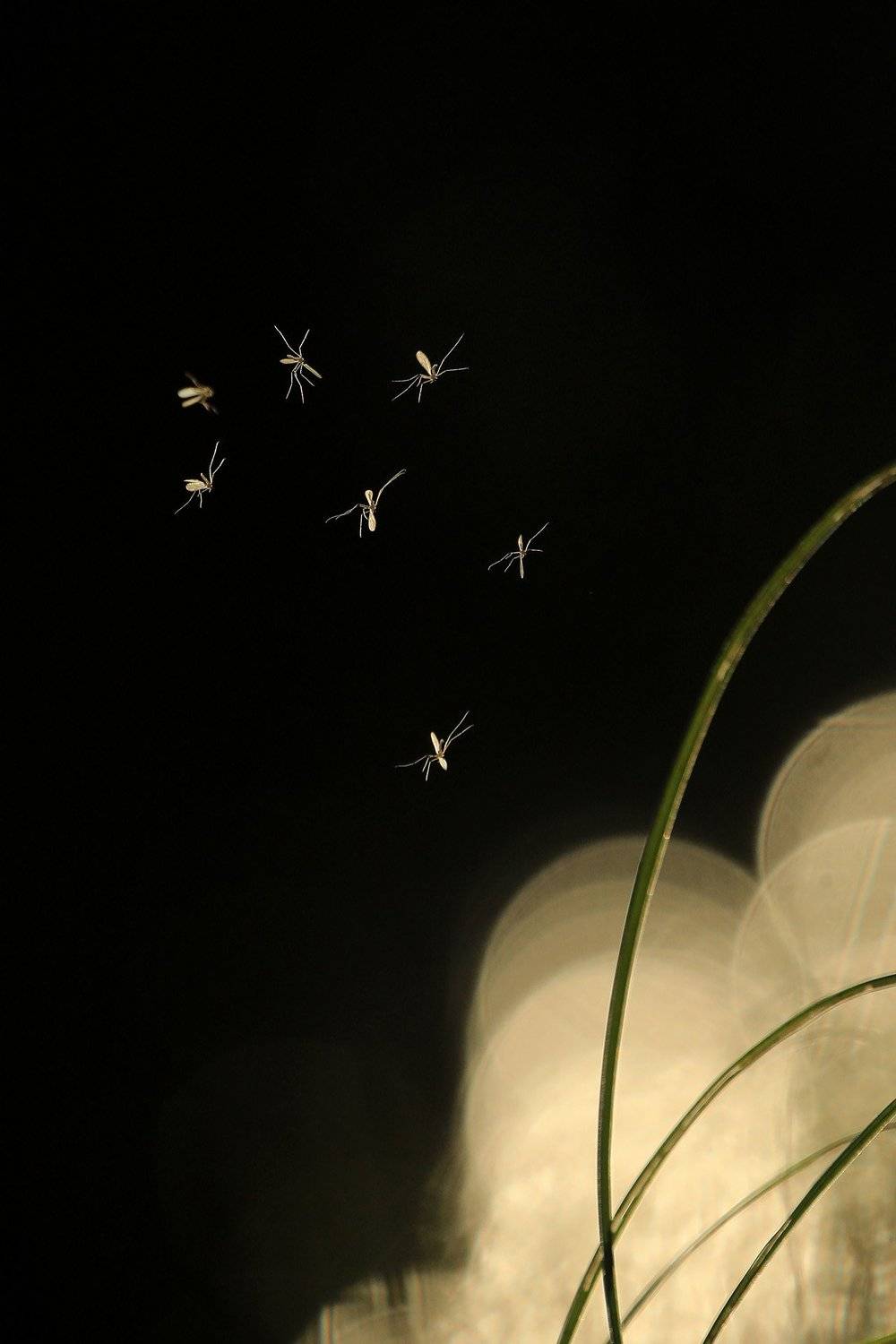 , Иваненко Светлана