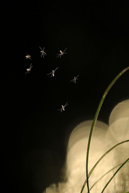 звездное небо фото превью