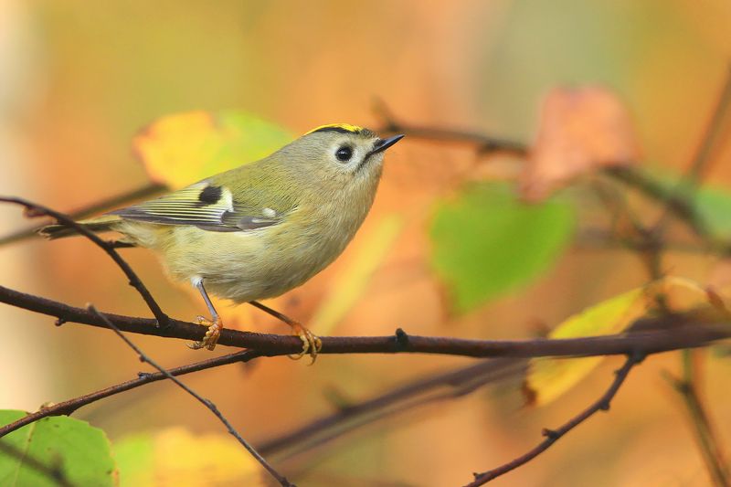bird wildlife nature autumn tree color forest The Goldcrest фото превью