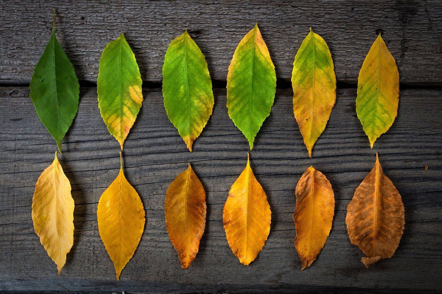 , Павел Сагайдак