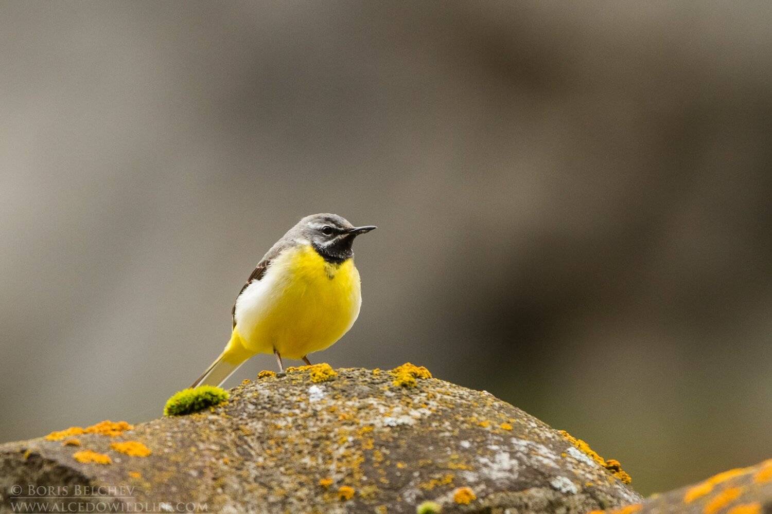 , Борис Белчев